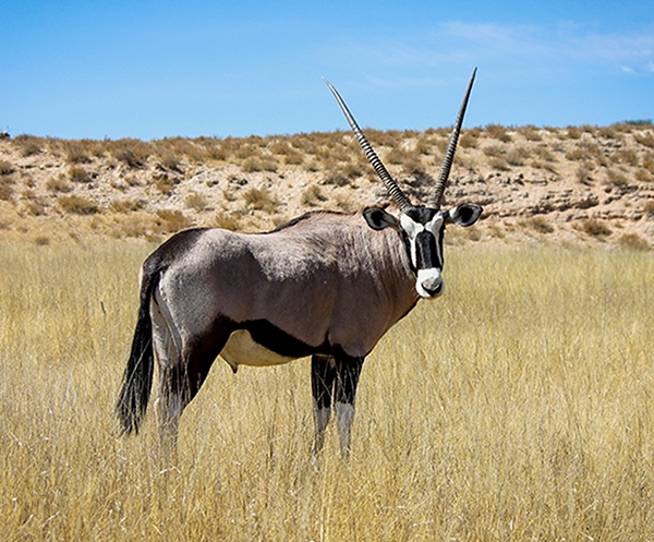 Gemsbok _ Oryx